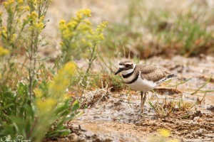 Skrikstrandpipare (killdeer, Charadrius vociferus).