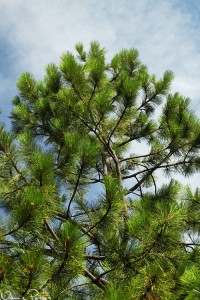 Gultall (ponderosa pine, Pinus ponderosa). Så fluffig!