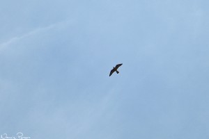 Pilgrimsfalk (peregrine falcon, Falco peregrinus).