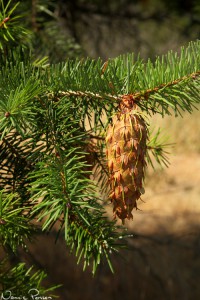 Douglasgrankotte (Douglas fir, Pseudotsuga menziesii). De där täckfjällen är ju så himla coola.