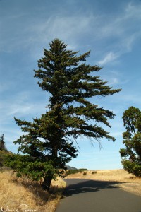 Douglasgran (Douglas fir, Pseudotsuga menziesii). 