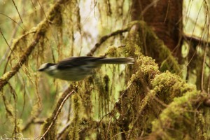 Grå lavskrika (gray jay, Perisoreus canadensis obscurus).