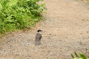 Grå lavskrika (gray jay, Perisoreus canadensis obscurus).