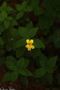 Gyckelblomma (coastal monkeyflower, Mimulus dentatus).