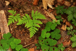 Ekbräken (oak fern, <em>Gymnocarpium dryopteris</em>) och harsyra (Oregon oxalis, Oxalis oregana).