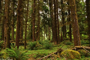 De vanligaste, och största, ormbunkarna var en träjonsläkting (sword fern, Polystichum munitum).