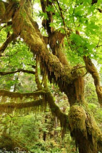 Jättelönn (big-leaf maple, Acer macrophyllum).