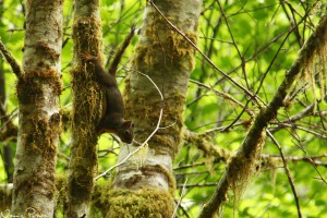 En väldigt högljudd douglasekorre (Douglas squirrel, Tamiasciurus douglasii).