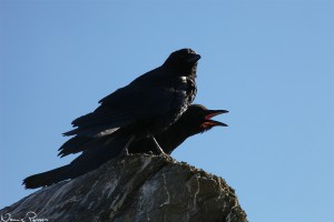 Amerikanska kråkor (American crow, Corvus brachyrhynchos).