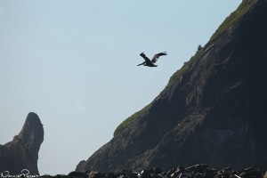 Brun pelikan (brown pelican, Pelecanus occidentalis).