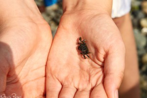 Strandkrabba (purple shore crab, Hemigrapsus nudus).