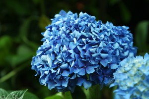 Hortensia (Hydrangea, Hydrangea sp.).