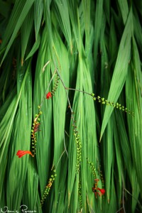 Höstlilja (montbretia, Crocosmia sp.).