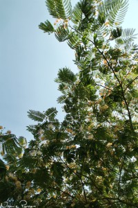 Ett ärtträd (Persian silk tree, Albizia julibrissin).