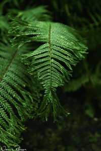 En träjonvariant (Grandicapital Crested Male fern, Dryopteris filix-mas 'Grandiceps Wills').