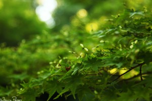 Japansk lönn har de sötaste små näsorna (Japanese maple, Acer palmatum).