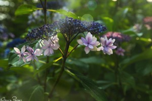 Snyggaste hortensian (Mountain Hydrangea Shirotae, Hydrangea serrata 'Shirotae').