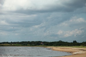 Fiskgjusen (högst upp i bild) skrämde upp alla fiskmåsar och havstrutar. Kanadagässen tog det lite lugnare.