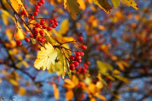 Oxel (Sorbus intermedia).