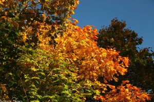 Lönnar (Acer platanoides) i olika färger.