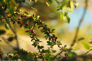 Berberis (Berberis thunbergii).