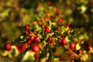 Hagtorn (Crataegus sp.).