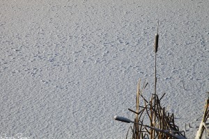 Bredkaveldun (Typha latifolia).