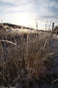 Knapptåg (Juncus conglomeratus).