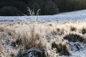 Tuvtåtel (Deschampsia flexuosa).