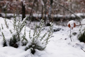 Ljung (Calluna vulgaris).