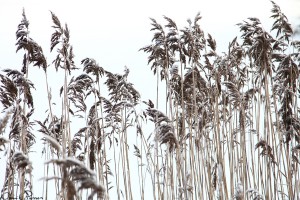 Vass (Phragmites australis).