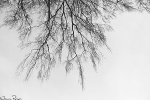 Vårtbjörk (Betula pendula).