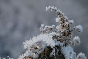 Kanadensiskt gullris (Solidago canadensis).