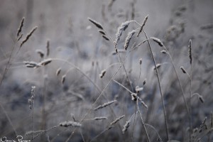 Hundäxing (Dactylis glomerata).