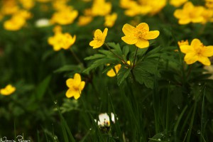 Gulsippa (Anemone ranunculoides).