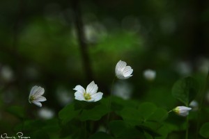 Harsyra (Oxalis acetocella).