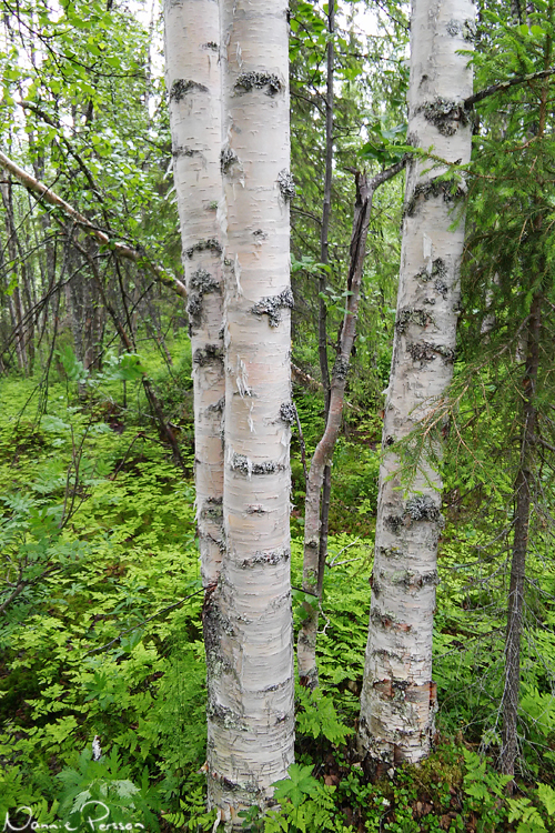 De vackra stammarna på glasbjörk (Betula pubescens).