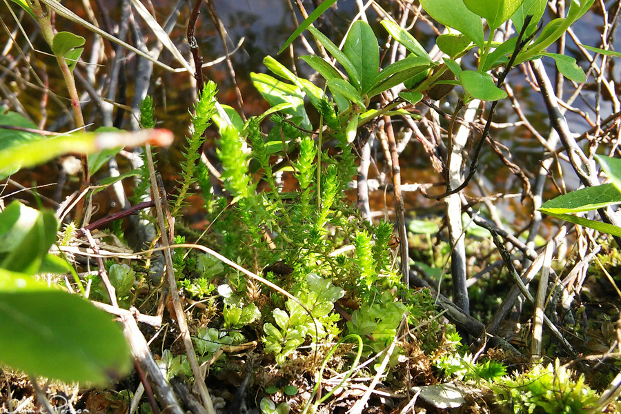 Dvärglummer (Selaninella selaginoides).