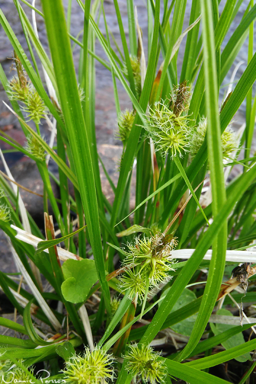 Knagglestarr (Carex flava).
