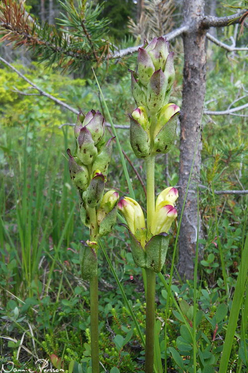 Kung karls spira (Pedicularis sceptrum-carolinum).
