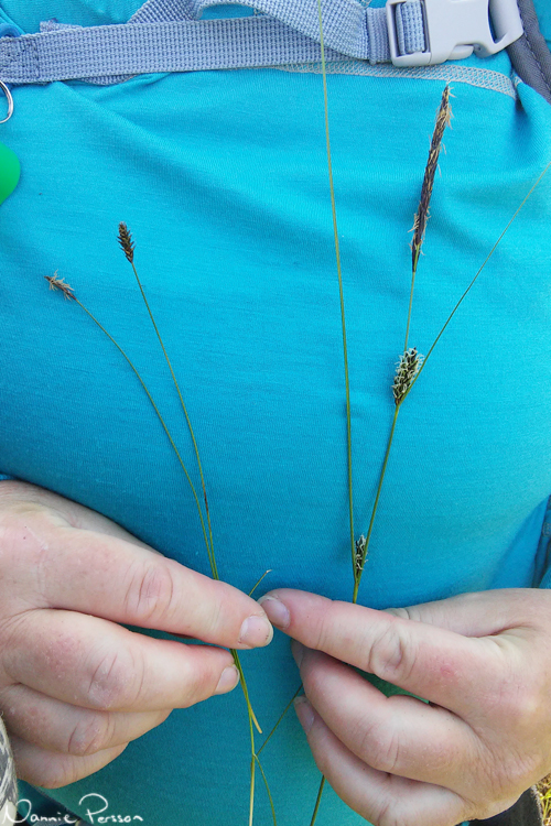När man syr behöver man nål och tråd... starr! (Carex dioica och Carex lasiocarpa)