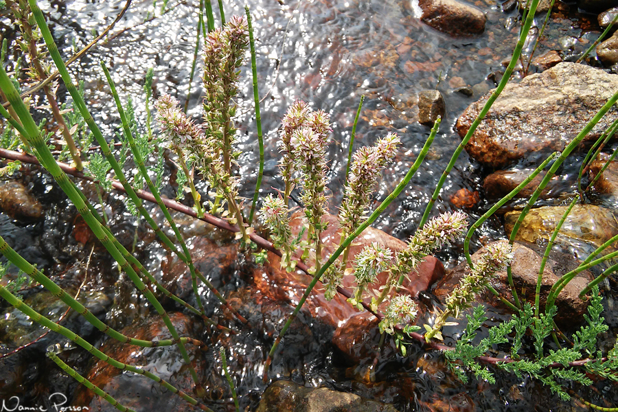 Klådris (Myricaria germanica).