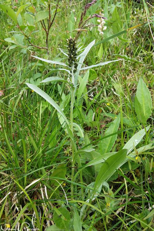 Norsknoppa (Gnaphalium norvegicum) och vitpyrola i bakgrunden (Pyrola rotundifolia).