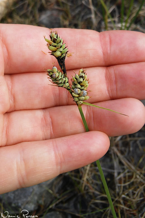 Klubbstarr (Carex buxbaumii).