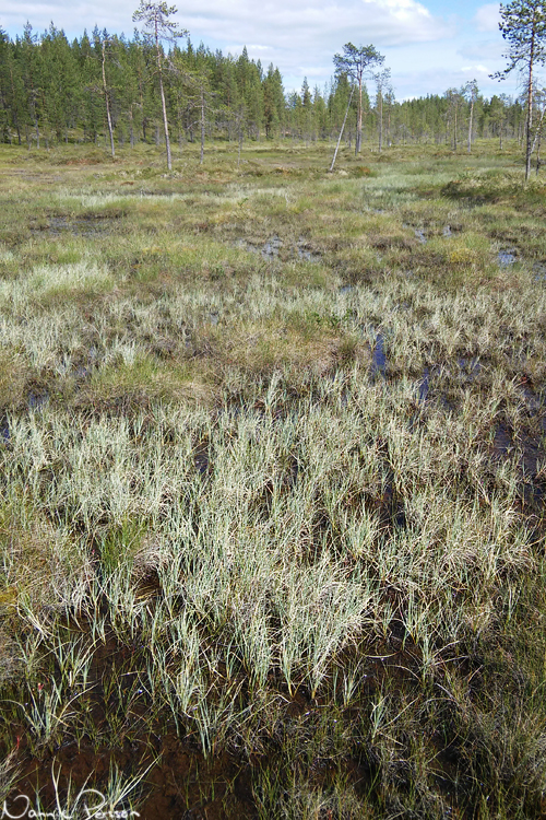 Ett helt gäng med vitstarr (Carex livida).
