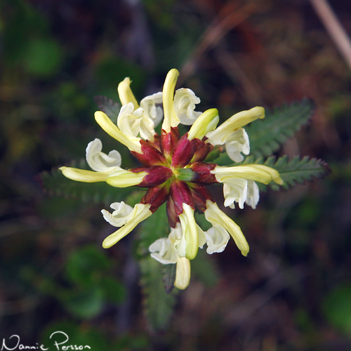 Lappspira (Pedicularis lapponica).