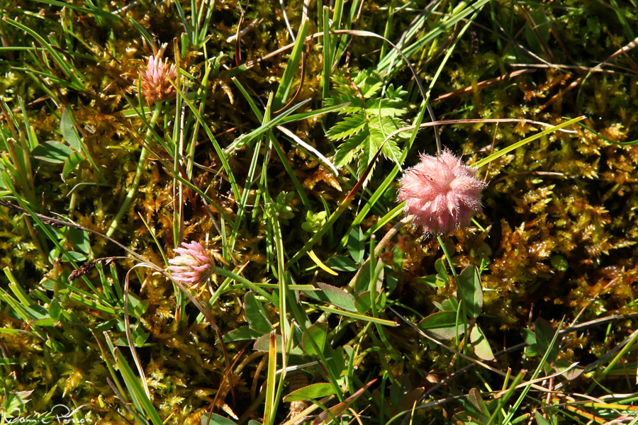 Smulktronklöver (Trifolium fragiferum) på strandängen.