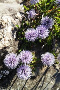 Blåmunkar (Jasione montana).