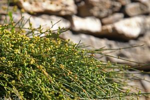 Schweizisk efedra (Ephedra helvetica), en endem för området.