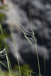 Fjädergräs (Stipa pennata), en riktig raritet hemma.